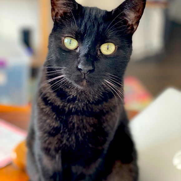 Peepers is LIVE! Like this to be notified when Peepers goes live!! - Picture 2 of 6